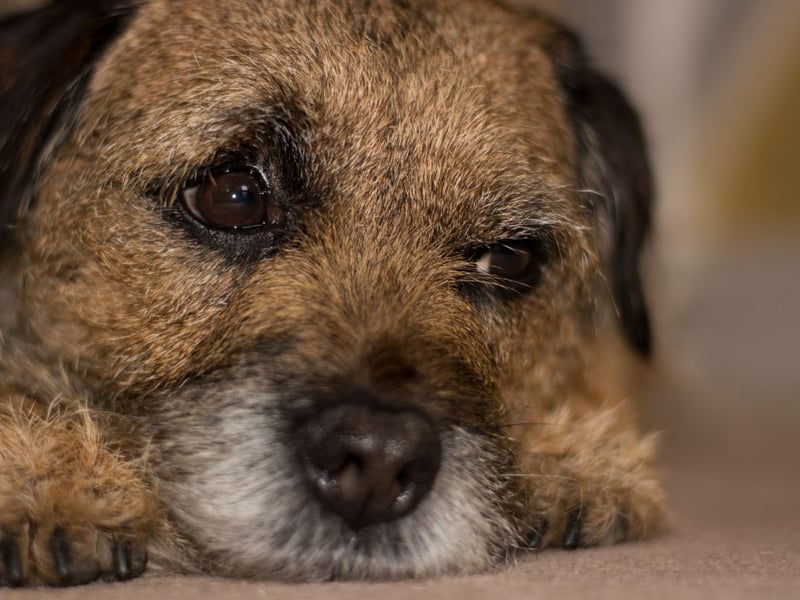 Completing our list is the Border Terrier. A total of 251 were entered into Crufts.