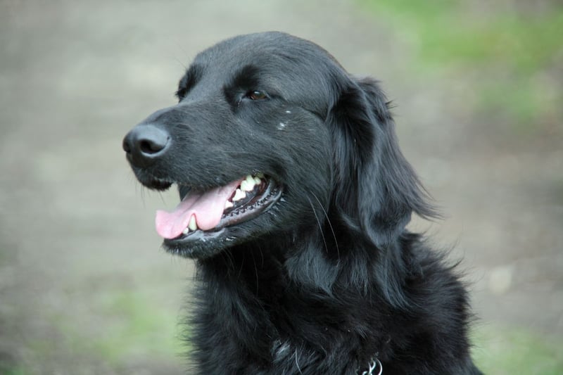 Judges at Crufts this year will be examining 335 Flat-Coated Retrievers.