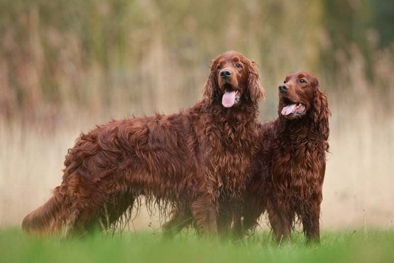 Only 940 Irish Setters were registered last year in the UK, but they are still very popular at Crufts - with 290 entries.