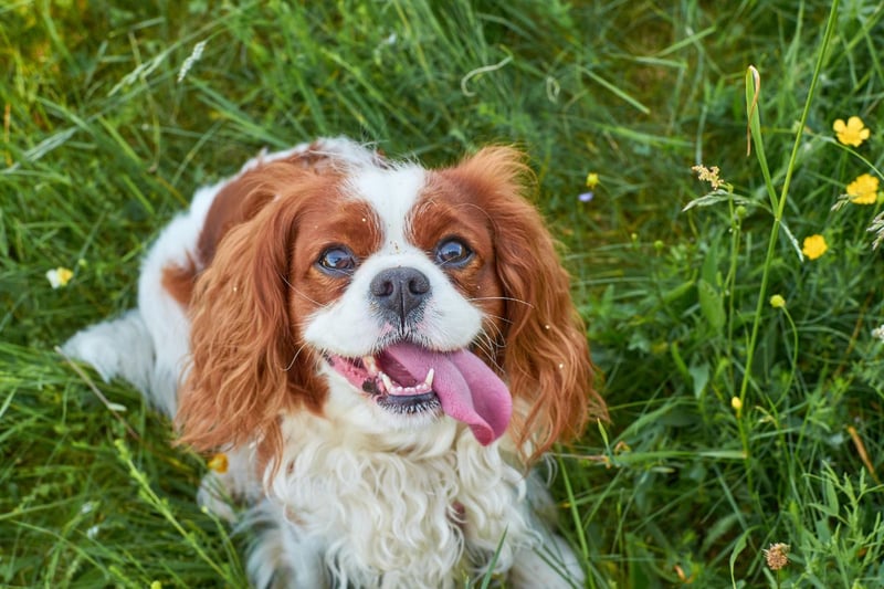 A total of 260 King Charles Spaniels have been entered for competition at Crufts 2024.