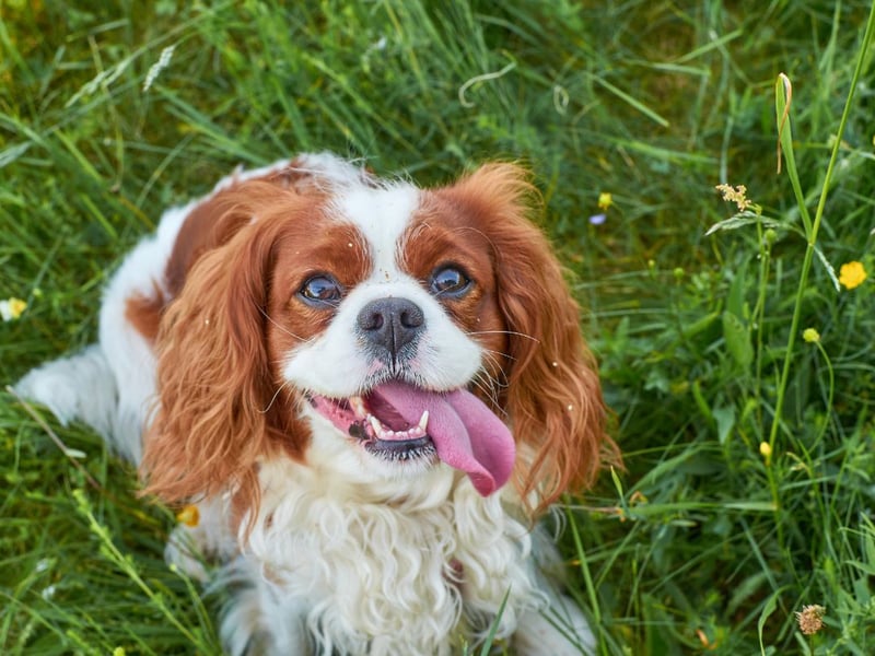 A total of 260 King Charles Spaniels have been entered for competition at Crufts 2024.