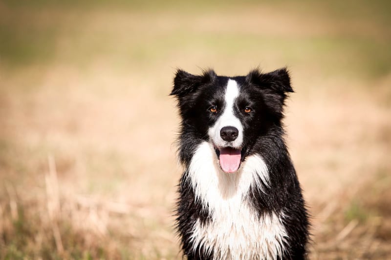 The Border Collie is said to be the world's most intelligent dog. They have a median lifespan of 13.1 years.