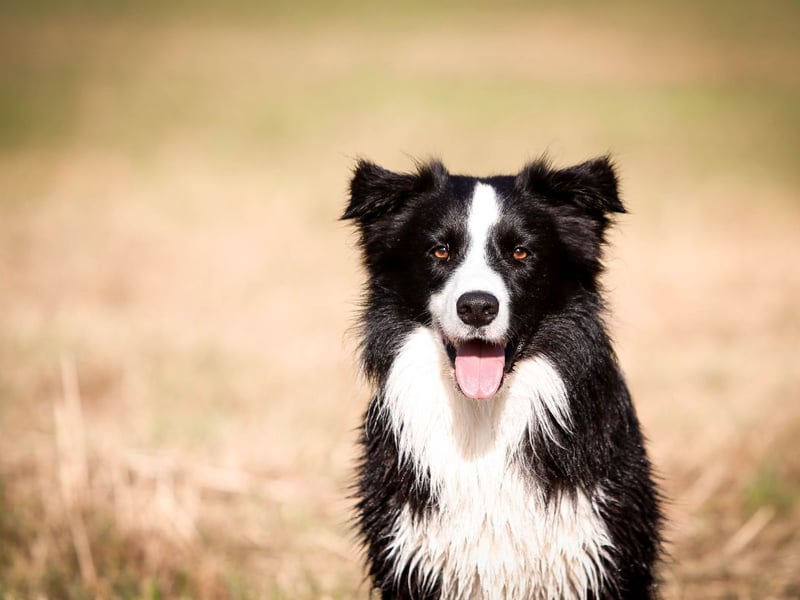 The world's most intelligent dog, the Border Collie will have 291 representatives at the world's biggest dog show this year.