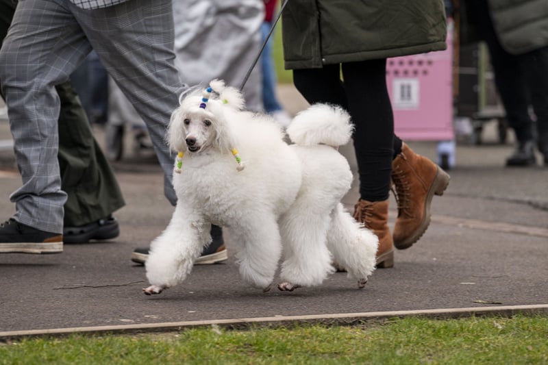 Crufts 2024 pictures 28 brilliant day one photos of the pooches at