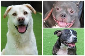 Helping Yorkshire Poundies is looking for forever homes for the dogs in its care (Photos: Dean Atkins)