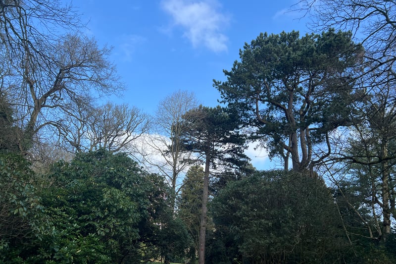 Fabulous tall trees and blue skies. A perfect spring walk.