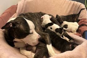 A litter of puppies are in need of forever homes (Photo: Helping Yorkshire Poundies)