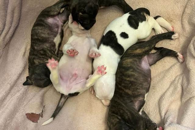 Five pups being cared for in Rotherham need forever homes (Photo: Helping Yorkshire Poundies)
