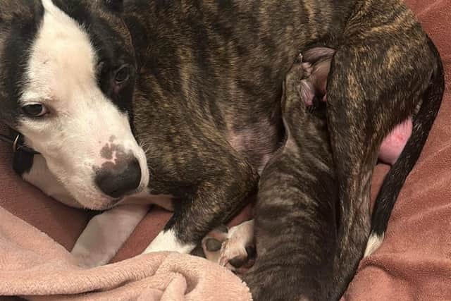 This dog was tied up and abandoned, then it was discovered that she had recently given birth to a litter of pups (Photo: Helping Yorkshire Poundies)