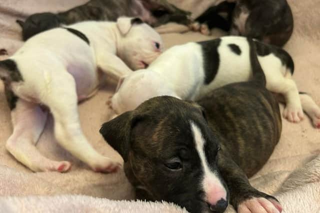 Five pups and their mum need forever homes (Photo: Helping Yorkshire Poundies)
