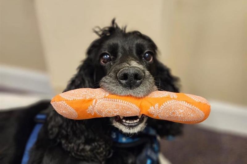 Ten-year-old Cocker Spaniel Tie appreciates her creature comforts and thrives with family companionship. Tie loves a soft bed to snooze in and enjoys regular naps throughout the day. She likes to have a few of her soft toys scattered around her sleeping area, and of course, doesn’t say no to a gentle game of fetch with her beloved tennis balls! Tie is looking for a family home, with children aged secondary school and above. She is a loving dog, with a warm, caring and friendly personality who would make a great family pet. 
