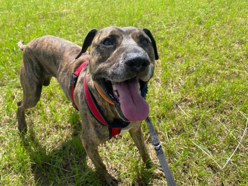 Nine-year-old Billy is looking for his final forever home and would happily join a family with dog savvy kids who are 10+ years old.