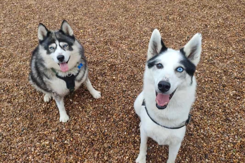 12-year-old Tala and Goose are hoping to find a forever home and family where they can spend the rest of their life together.