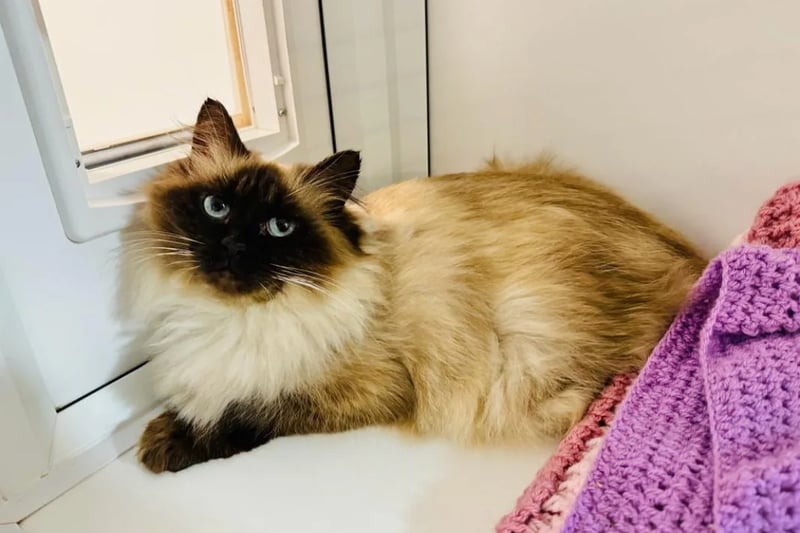Two-year-old Sophia would love to join a quieter, cat-savy family who have experience with long haired cats.