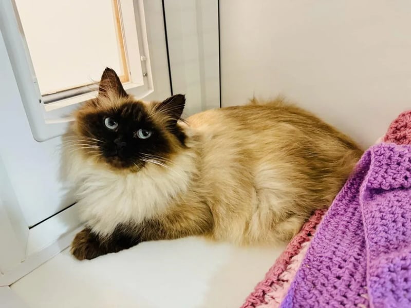Two-year-old Sophia would love to join a quieter, cat-savy family who have experience with long haired cats.
