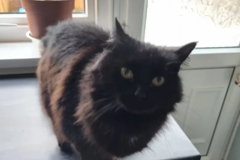 12-year-old Ninja would love to find her forever retirement home, where she can have on the tap fuss and attention from her family.