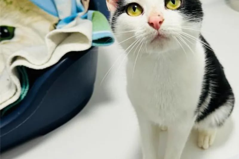 One-year-old Angel would would much prefer all the attention so would like to be the only cat in the home.