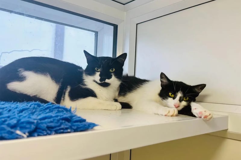 One-year-old Prinny and Davie would much prefer to be in a quieter home with adults only who have cat experience.