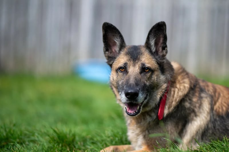 10-year-old Zeta would love a family who are up for keeping her mind entertained and occupied through fun and training.