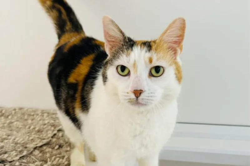 Five-year-old Sassy would love to join a quiet and calm home as she's not overly keen on loud noises.