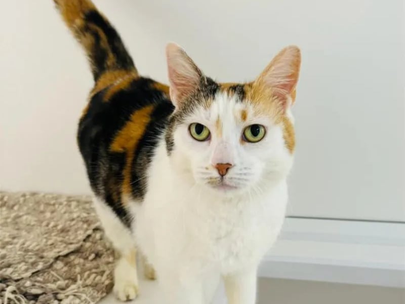 Five-year-old Sassy would love to join a quiet and calm home as she's not overly keen on loud noises.
