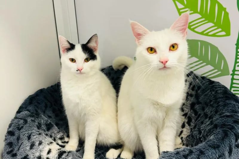 One-year-old Christine & Eric would to find their forever home together where they can find the perfect spots for cuddling.