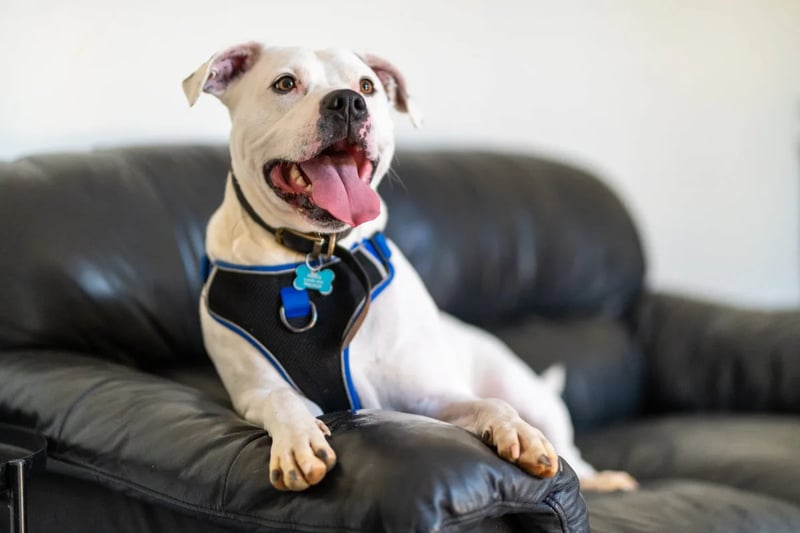 Three-year-old Zeus is looking for an experienced family who can keep up with his training and give him lots of unconditional love.