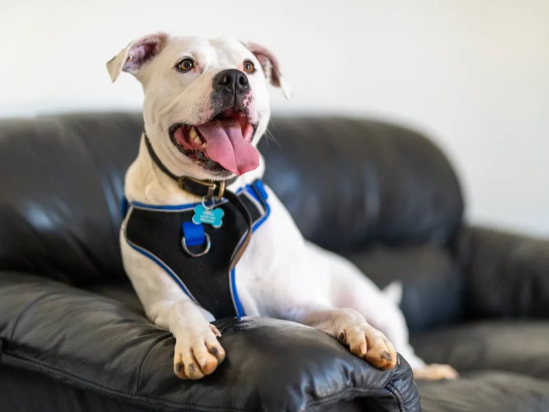 Three-year-old Zeus is looking for an experienced family who can keep up with his training and give him lots of unconditional love.