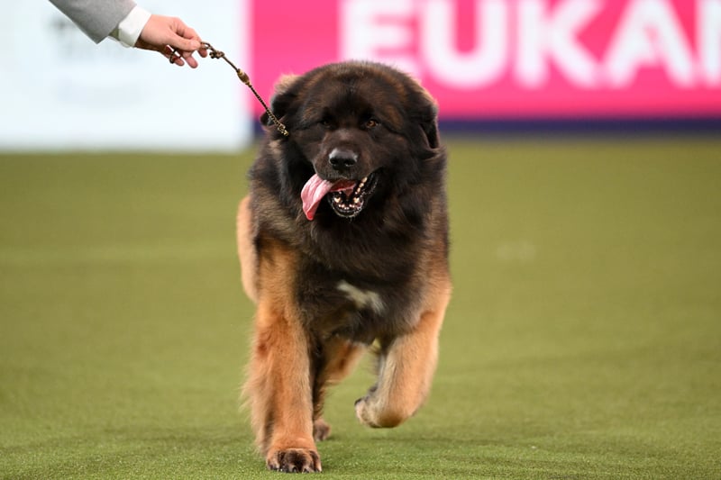 The Leonberger, "Neville" competes in the ring during the Best in Show event on the final day of the Crufts dog show at the National Exhibition Centre in Birmingham. 