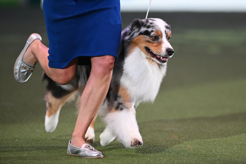 The Australian Shepherd, "Viking" with handler Melanie Raymond compete in the ring during the Best in Show event. 