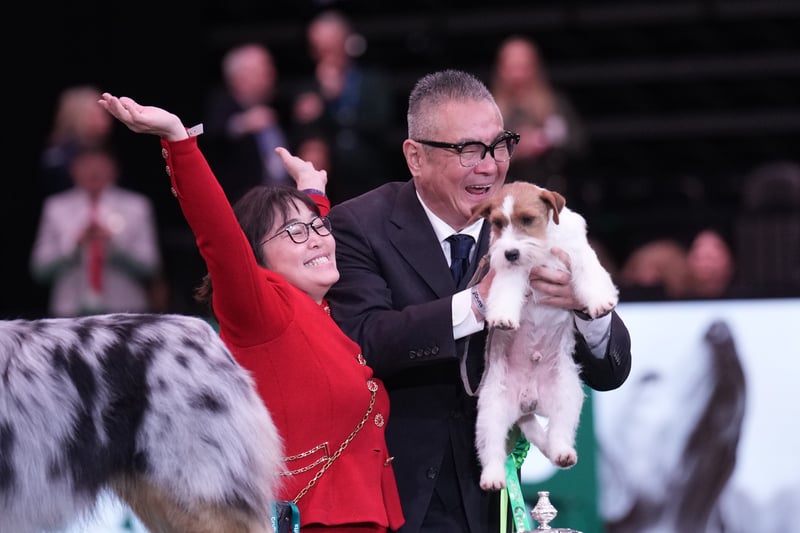 Zen (Ch Original Master's Voice Lovesong Monamour), a Jack Russell Terrier, aged nine, co-owned by Hiroshi Tsuyuki and Kao Michi from Japan wins Reserve Best In Show during Crufts 2024. 