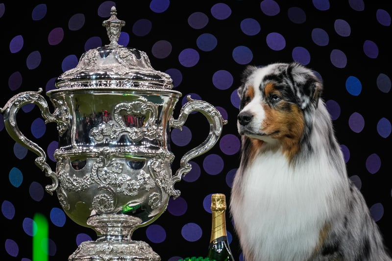 Viking (Ch Brighttouch Drift The Line Through Dialynne), an Australian Shepherd, aged three, co-owned by Melanie Raymond, John Shaw and Kerry Kirtley from Solihull, Birmingham wins Best in Show during Crufts 2024. 