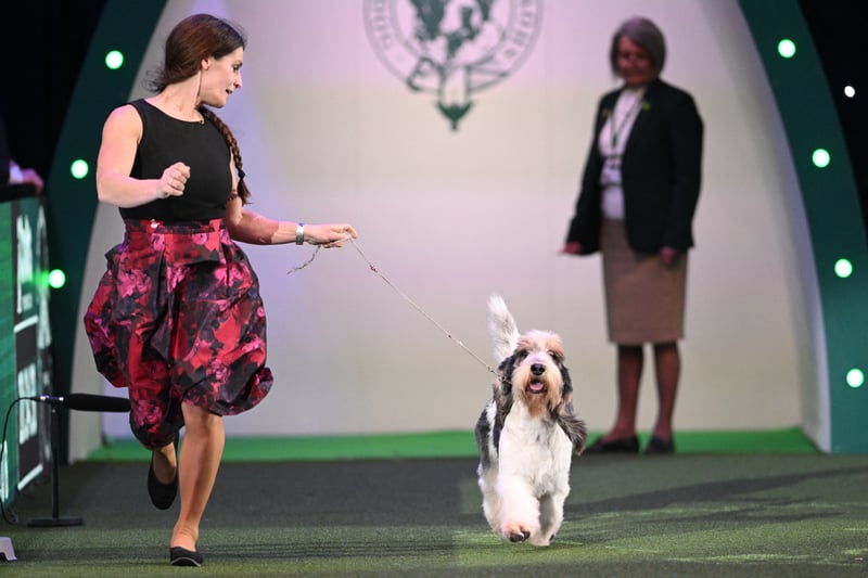 The Basset Griffon Vendeen, "Getme" with handler Anouk Huikeshoven compete in the ring during the Best in Show event. 