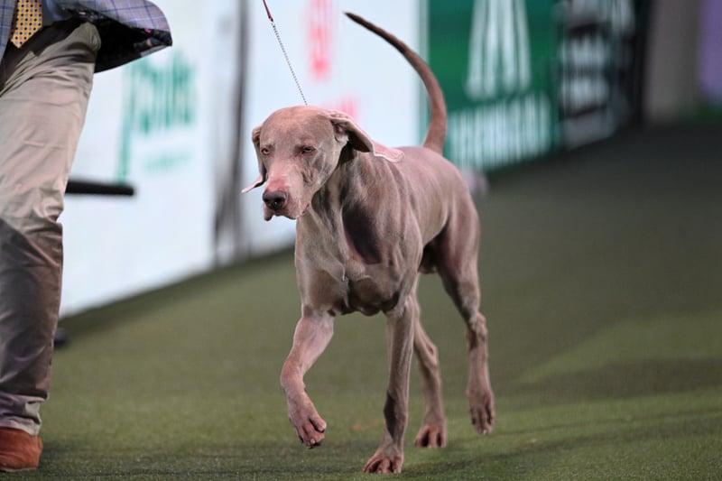 The Weimaraner, "Hendricks" competes in the ring during the Best in Show event on the final day of the Crufts dog show. 