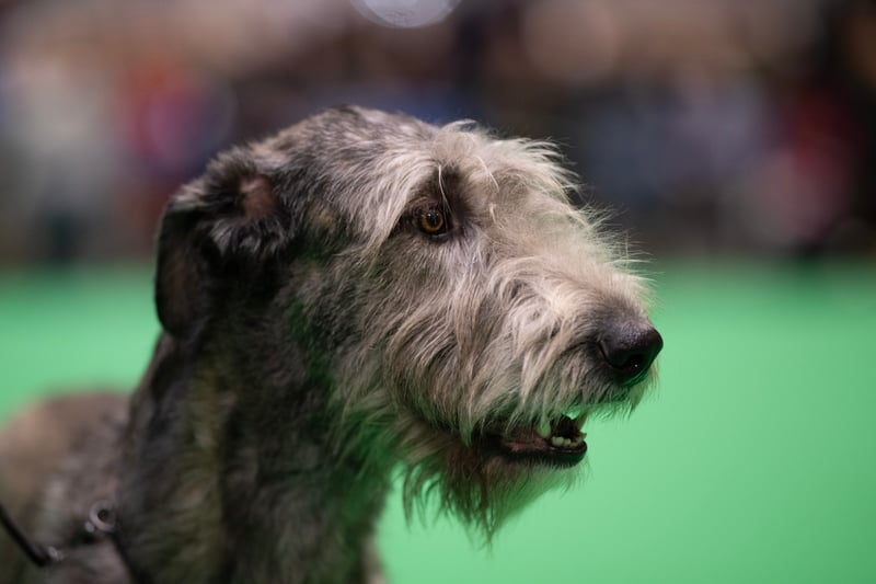 An Irish Wolfhound is judged on the last day of the Crufts dog show at the National Exhibition Centre in Birmingham.