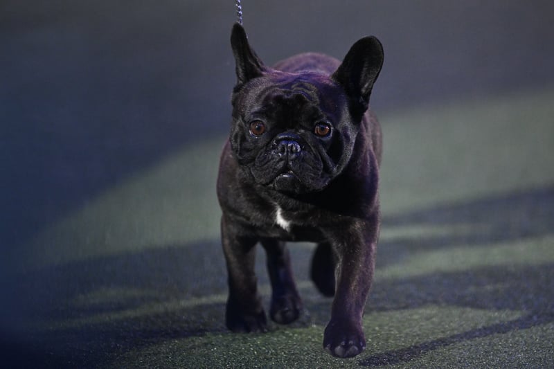 The French Bulldog, "Elton" competes in the ring during the Best in Show event on the final day of the Crufts. 