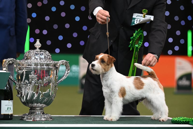 The Jack Russell, "Zen" with handler Hiroshi Tsuyuki poses for photographs at the trophy presentation after coming runner-up in the Best in Show event on the final day of the Crufts dog show. 