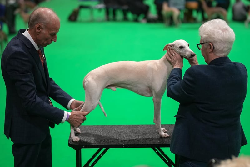 A whippet is judged on the last day of the Crufts dog show at the National Exhibition Centre. 