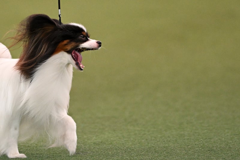 The Papillon, "Raffa" competes in the ring during the Best in Show event on the final day of the Crufts dog show