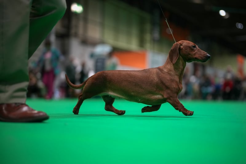 A Dachshund parades in the show ring on the last day of the Crufts dog show at the National Exhibition Centre in Birmingham. 