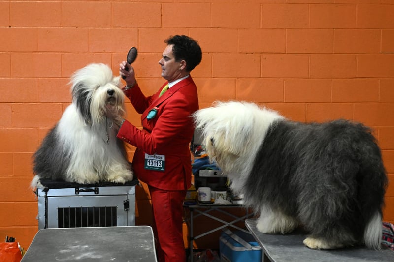 Old English Sheepdogs are groomed ahead of judging in the Working and Pastoral class competition.