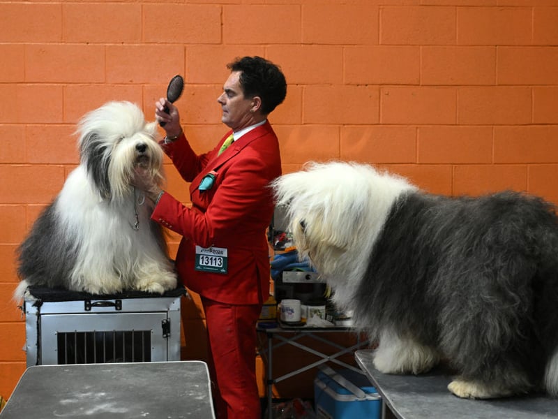 Old English Sheepdogs are groomed ahead of judging in the Working and Pastoral class competition.