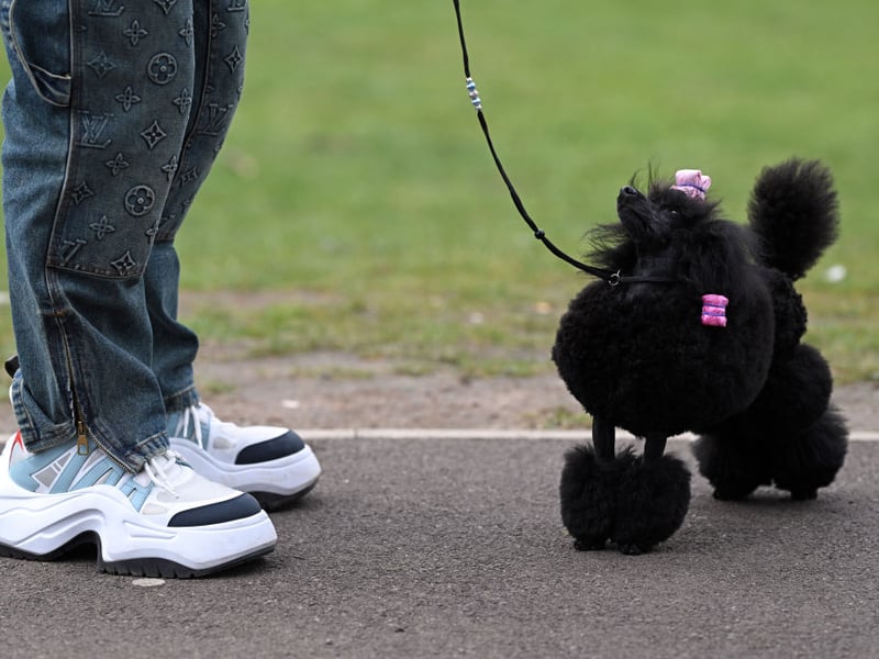 A toy poodle arrives at the show.