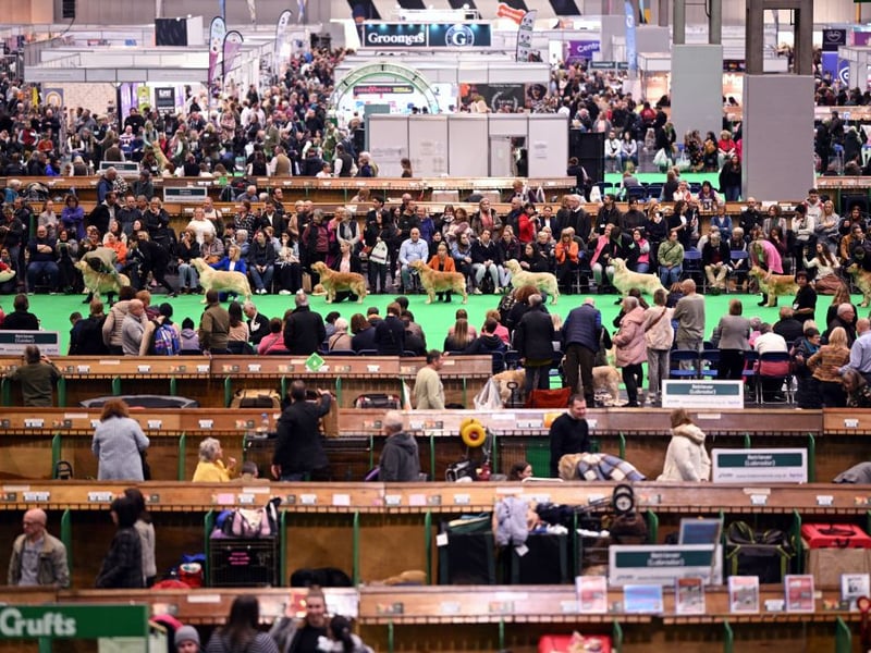 A general view shows dogs being judged on the second day of the Crufts dog show.