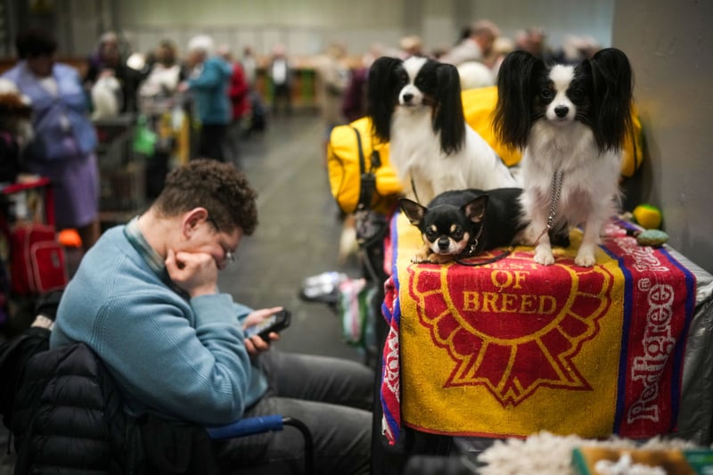 An owner and dogs wait for judging during Crufts.