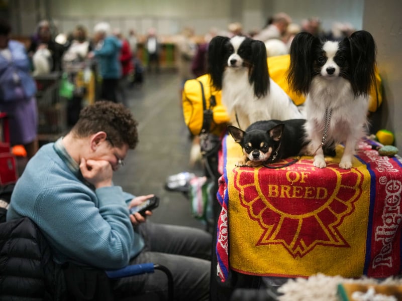 An owner and dogs wait for judging during Crufts.