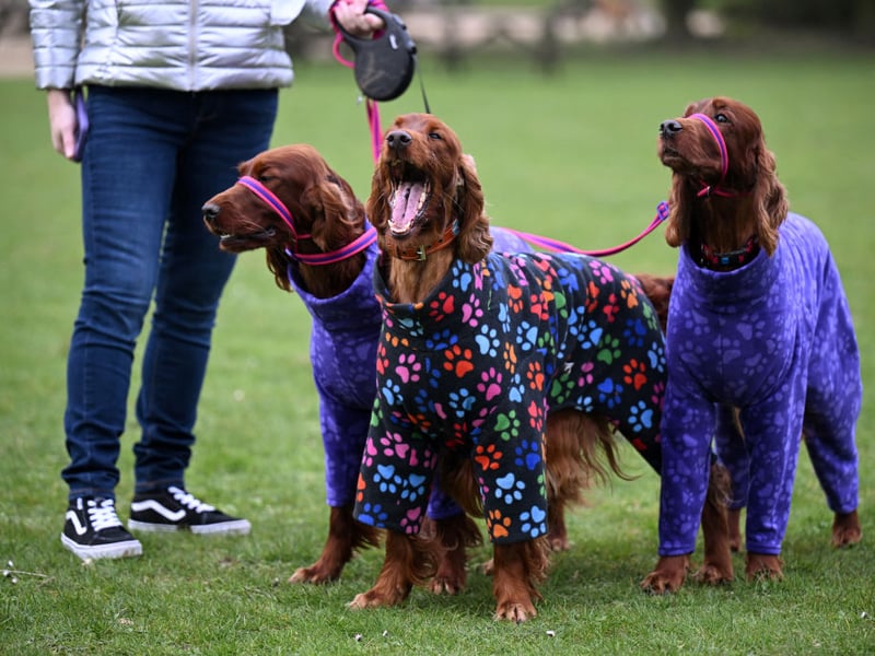 Three dogs arrive at Crufts dressed to kill.