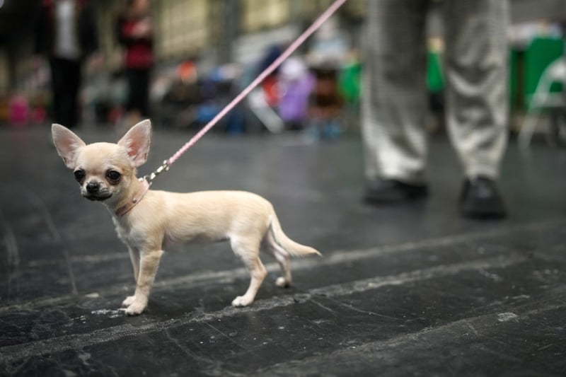 Stine, a four-month-old puppy Chihuahua, was too young to compete, but emjoyed his first visit.
