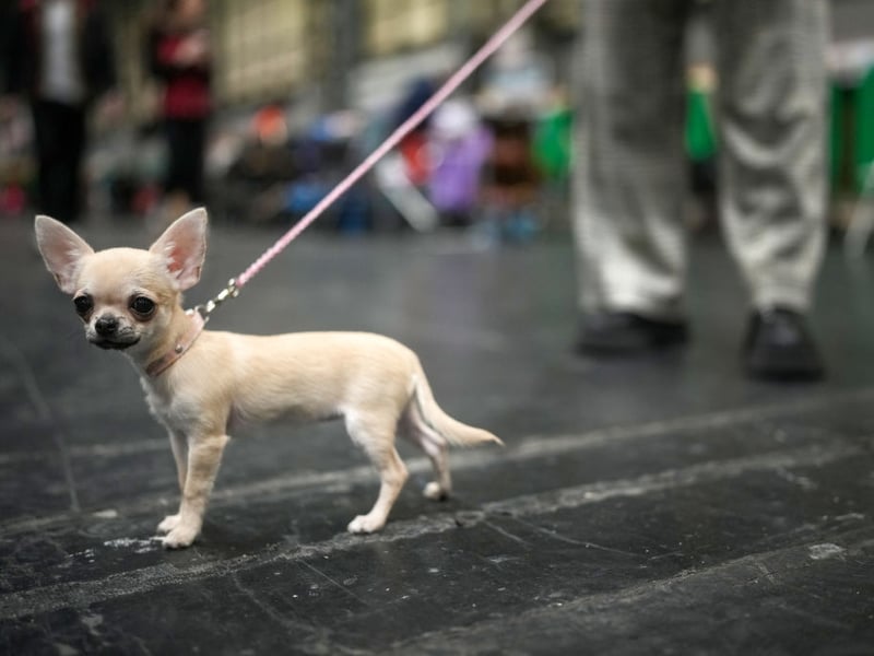 Stine, a four-month-old puppy Chihuahua, was too young to compete, but emjoyed his first visit.