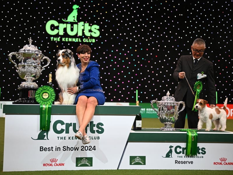 Winner of Best in Show, the Australian Shepherd, "Viking" with handler Melanie Raymond and runner-up, the Jack Russell, "Zen" with handler Hiroshi Tsuyuki pose for photographs at the trophy presentation for the Best in Show.